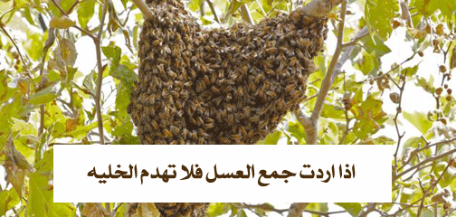 إذا أردت العسل فلا تهدم الخليه P_1346v85so1